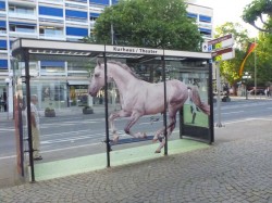 Pferd an Bushaltestelle