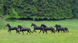 Pferde auf dem Reiterhof Hirschberg